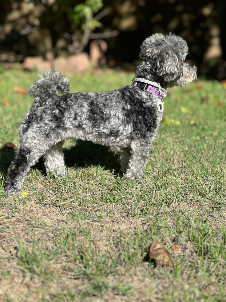 Maltipoo Pup