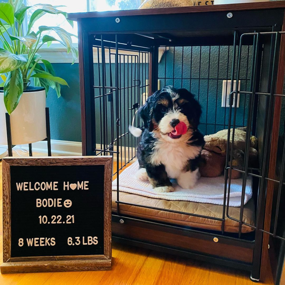 Friendly Mini Bernedoodle Pup