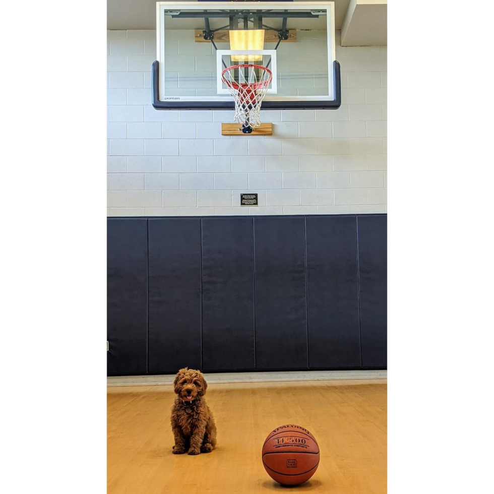 Small Mini Goldendoodle Pup