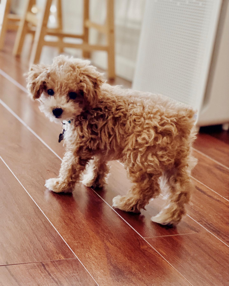 Little Bichpoo Poodle Mix Pup