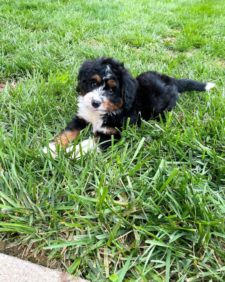 Petite Mini Bernedoodle Poodle Mix Pup