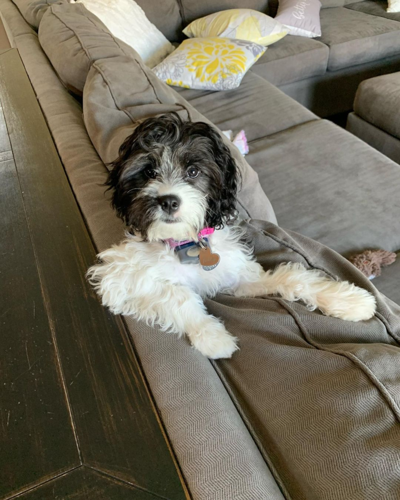 Popular Cavapoo Poodle Mix Pup