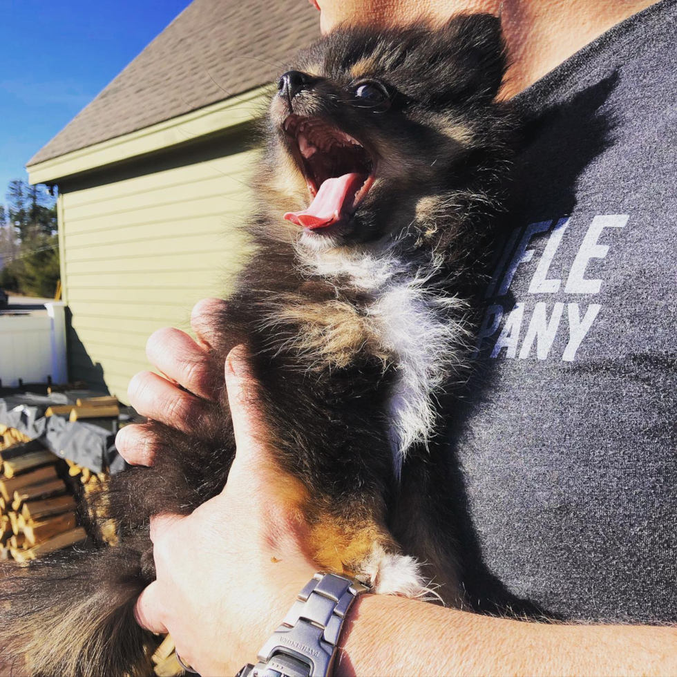 Friendly Pomeranian Pup