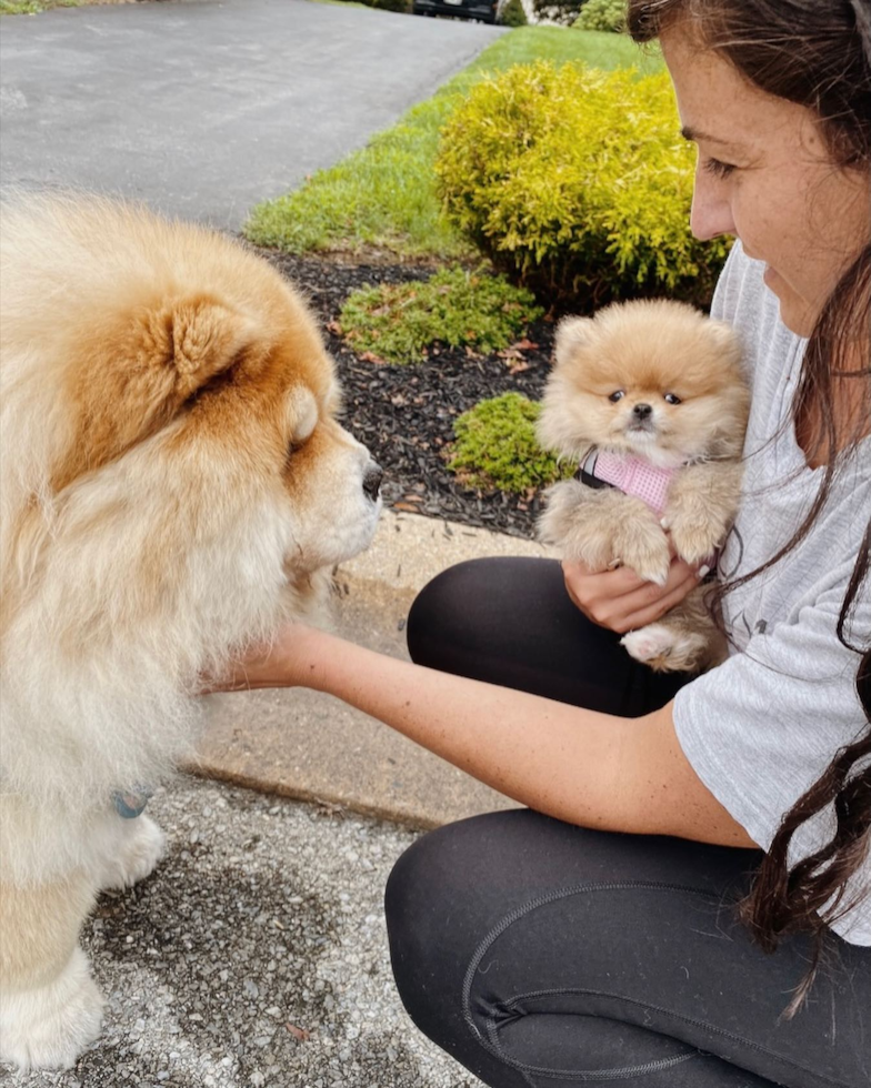 Small Pomeranian Pup