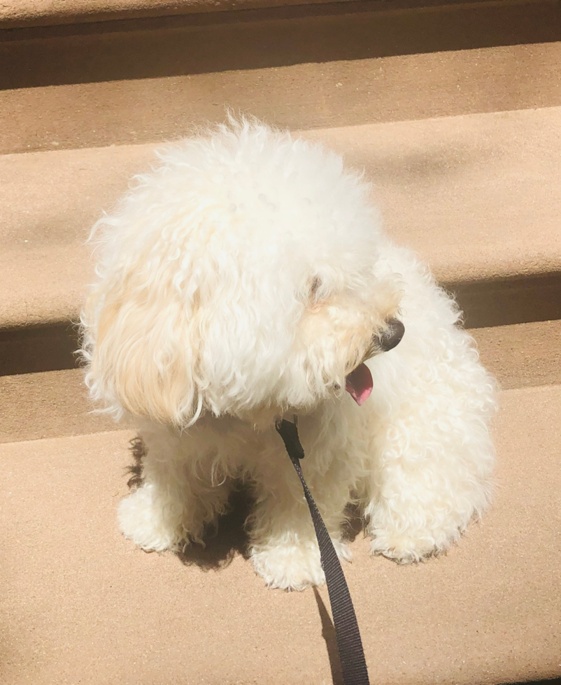 Smart Maltipoo Poodle Mix Pup