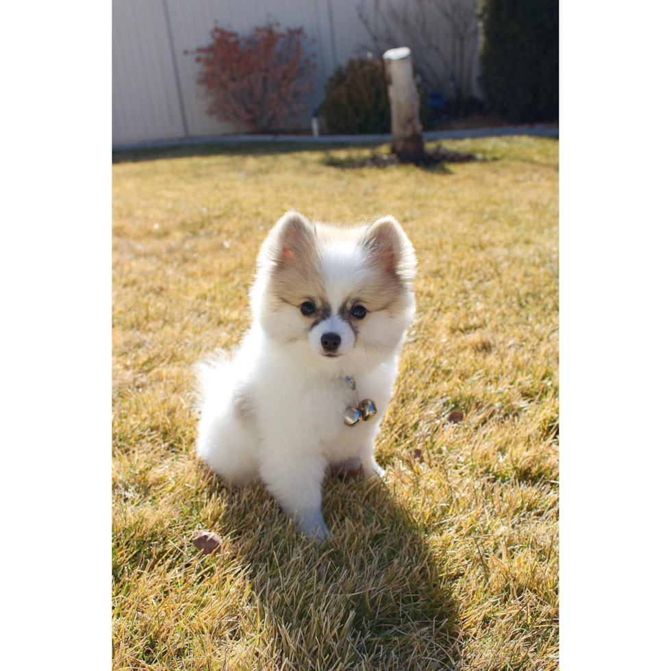 Pomeranian Being Cute