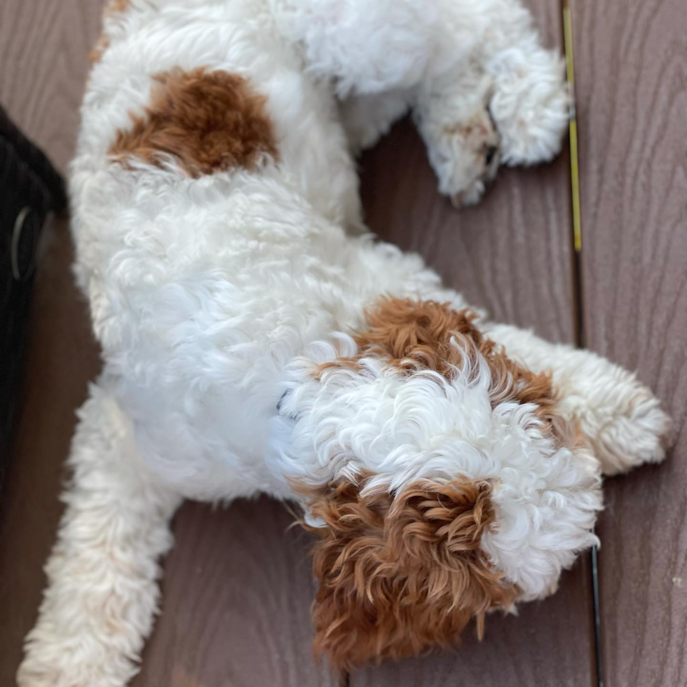 Cavapoo Being Cute