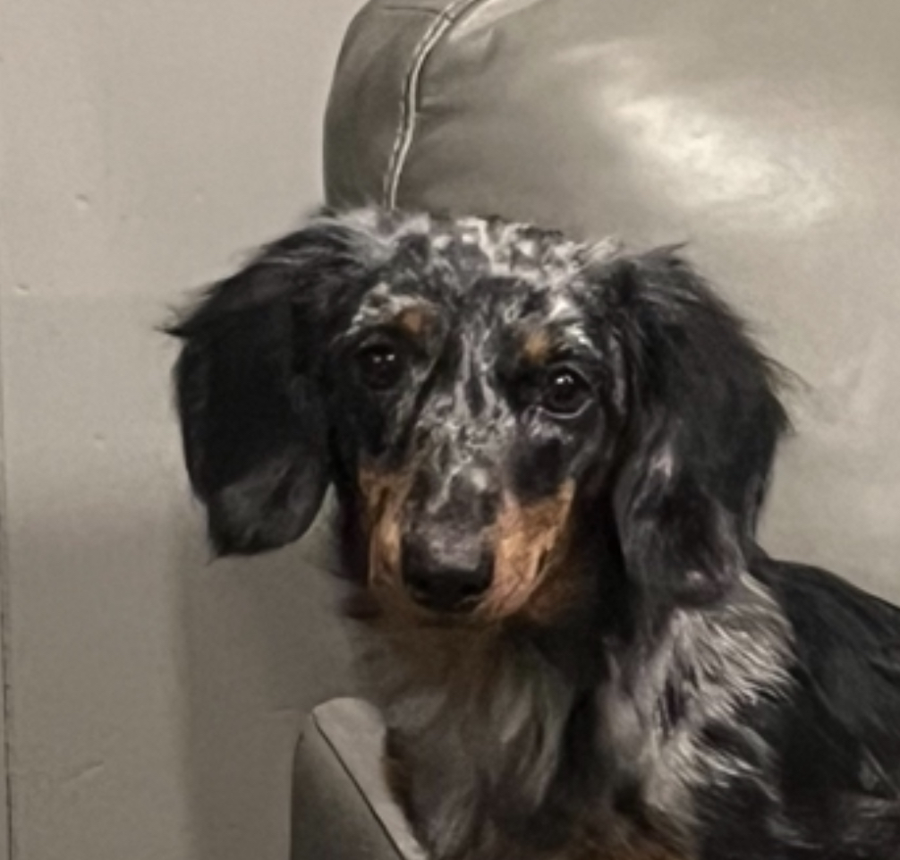 Dachshund Pup Being Cute