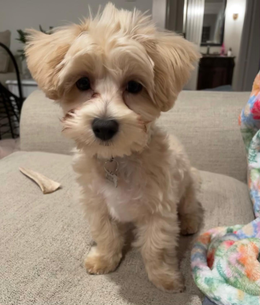 Small Maltipoo Pup