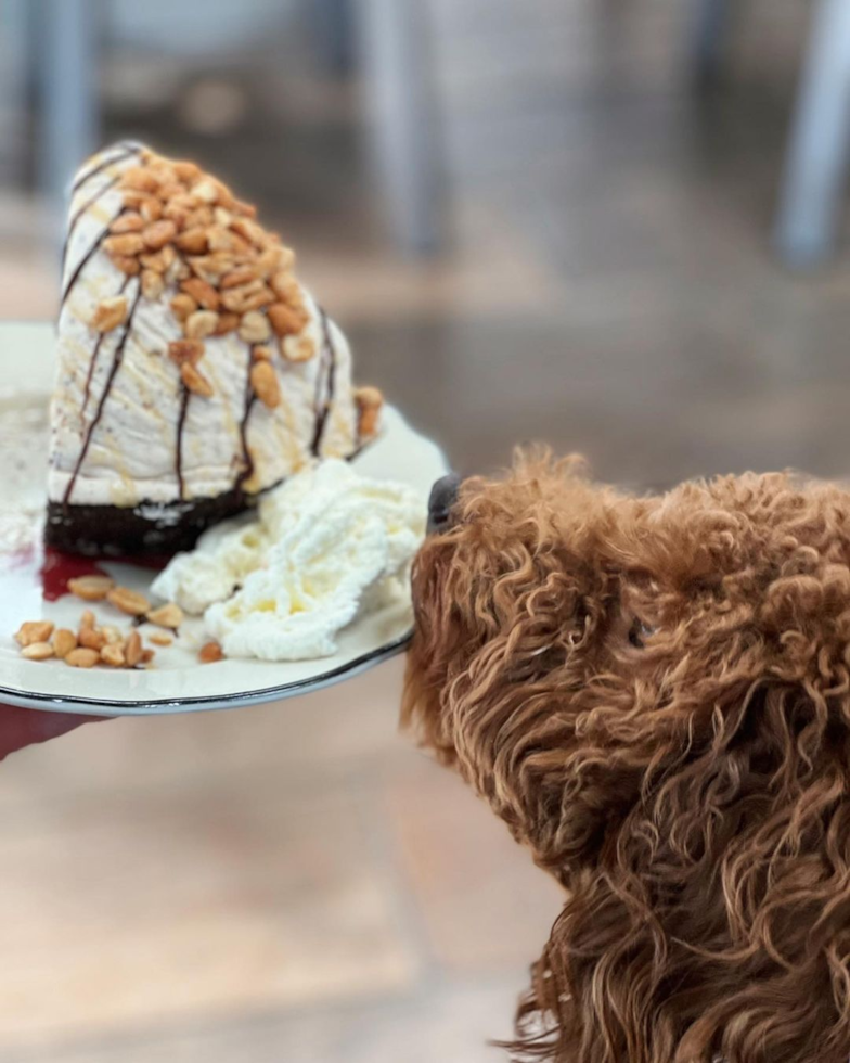 Hacienda Heights Mini Goldendoodle Pup