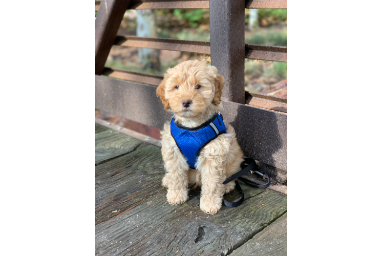 Little Golden Retriever Poodle Mix Puppy