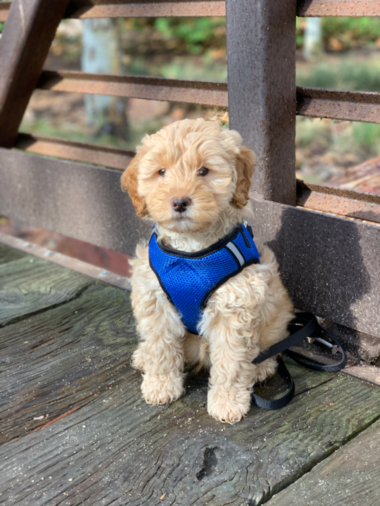 Happy Mini Goldendoodle Pup