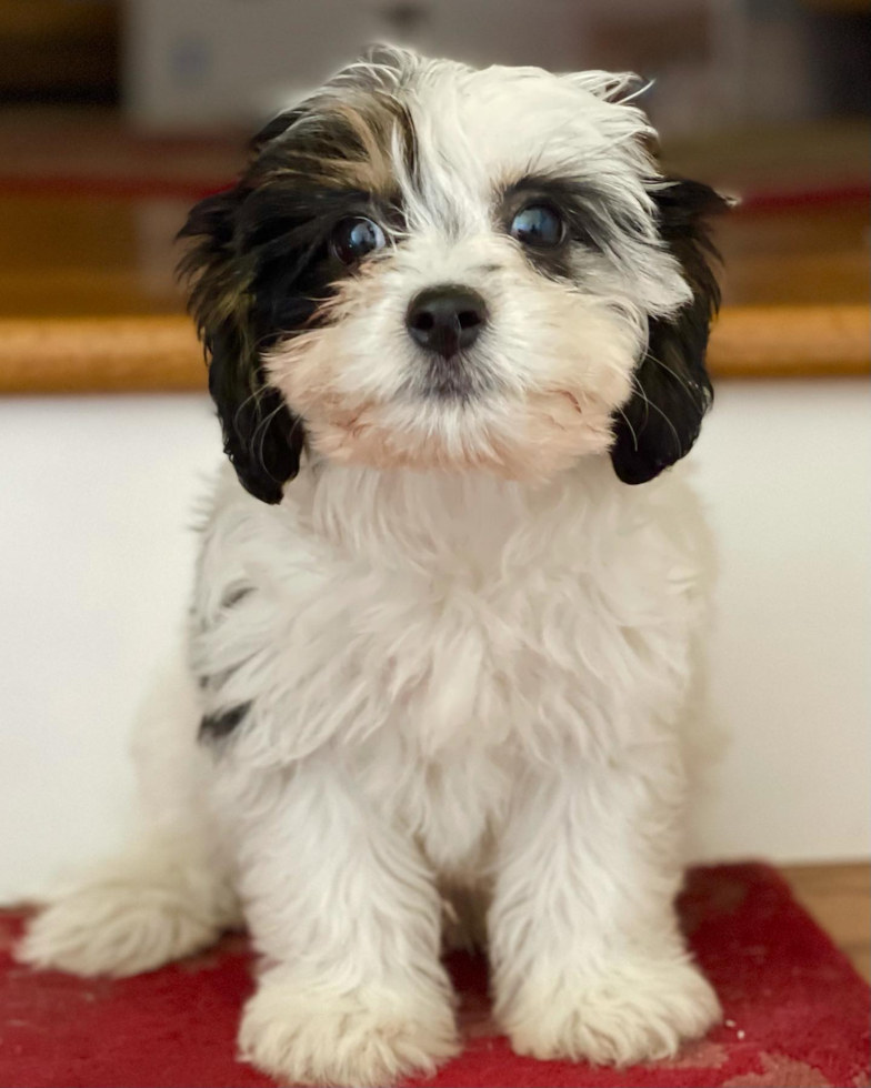 Adorable Cavalier Designer Pup