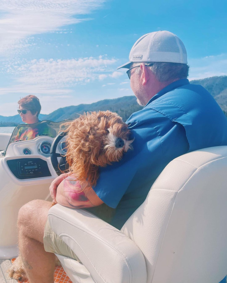 Hampton Cavapoo Pup