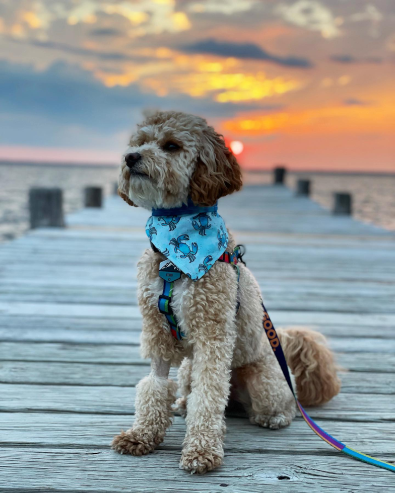 Fluffy Poodle Pup in Harvey Cedars NJ