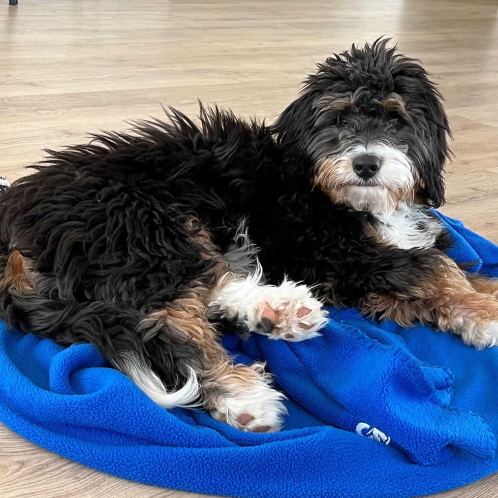 Mini Bernedoodle Being Cute