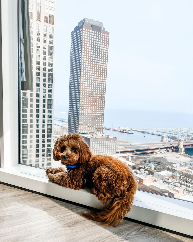 Energetic Cavoodle Poodle Mix Pup