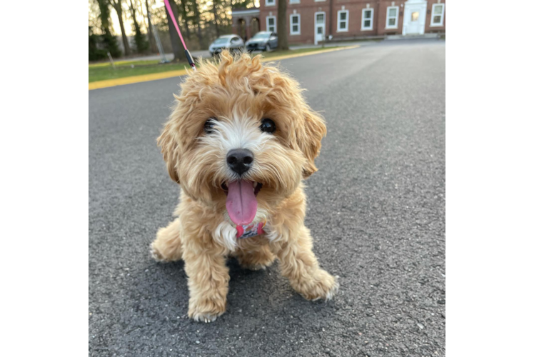 Popular Maltipoo Poodle Mix Pup