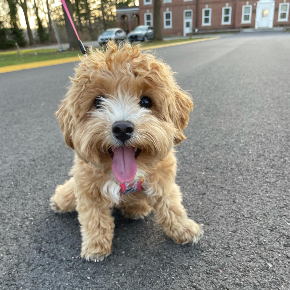 Funny Maltipoo Poodle Mix Pup