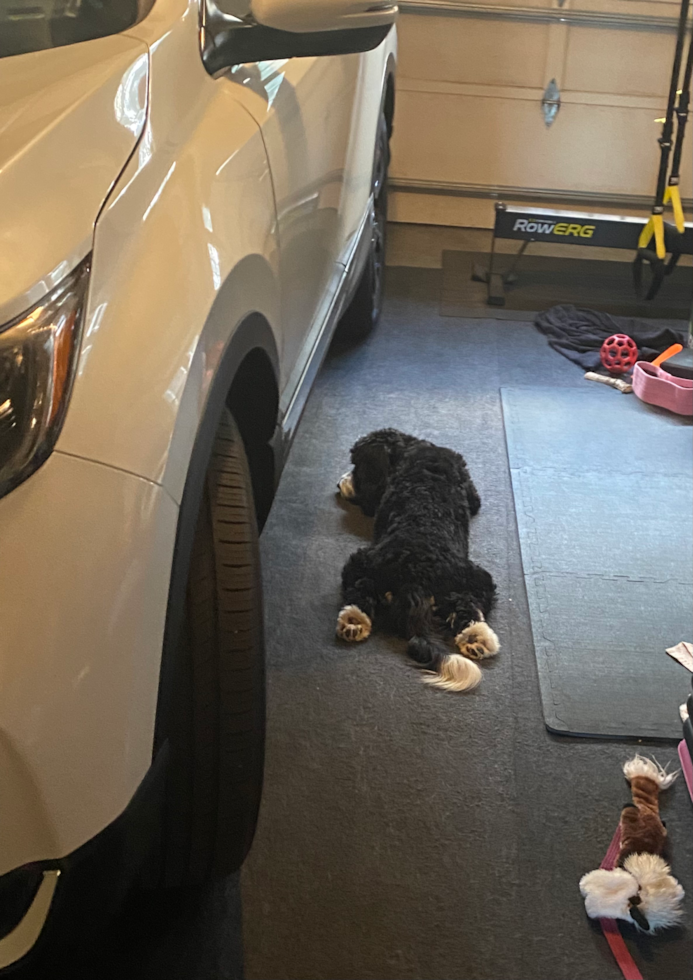 Smart Mini Bernedoodle Poodle Mix Pup