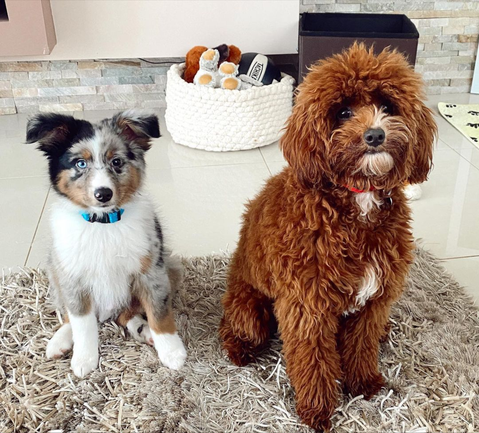 Adorable Cavoodle Poodle Mix Pup