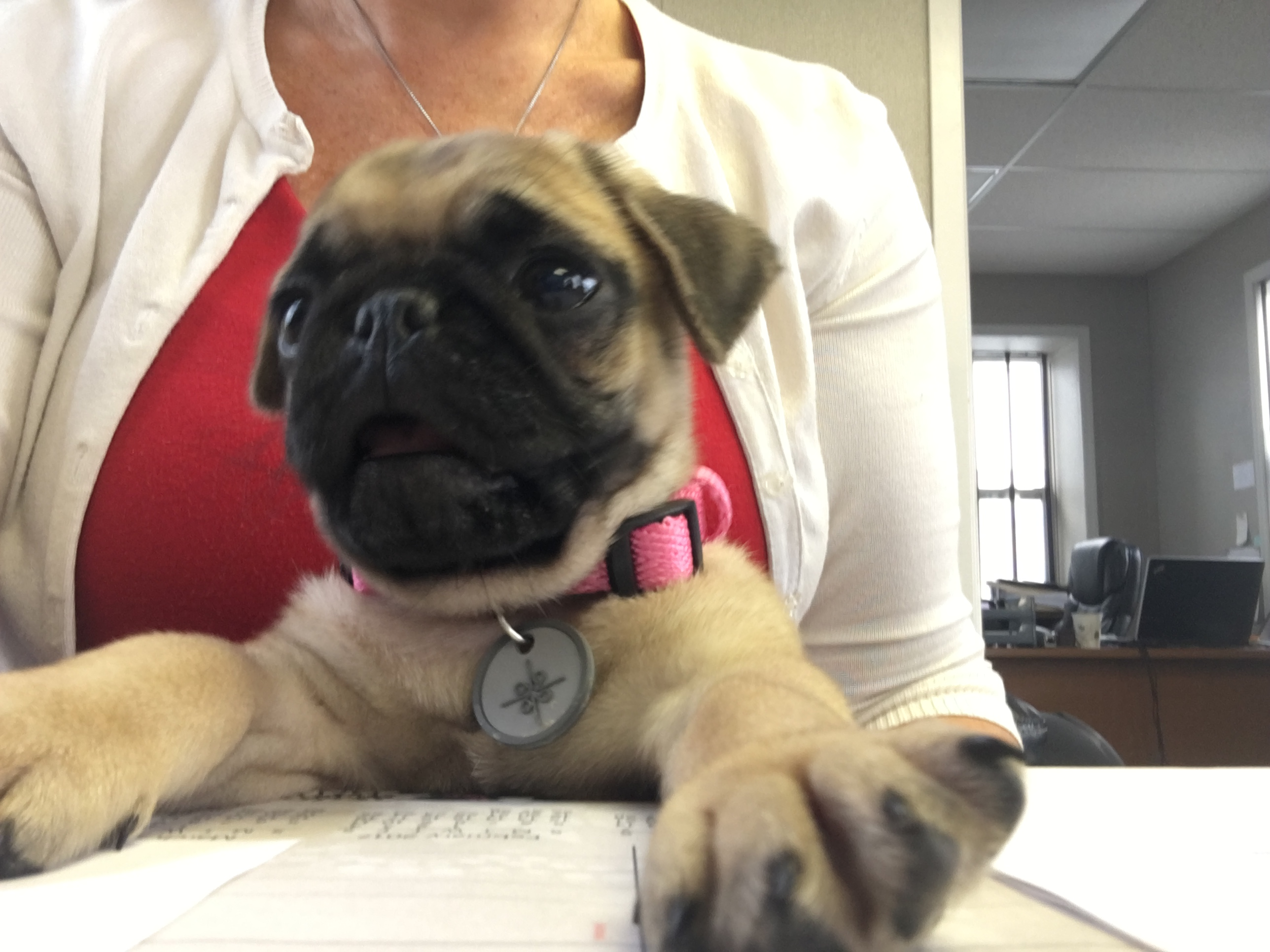 Best Pug Baby