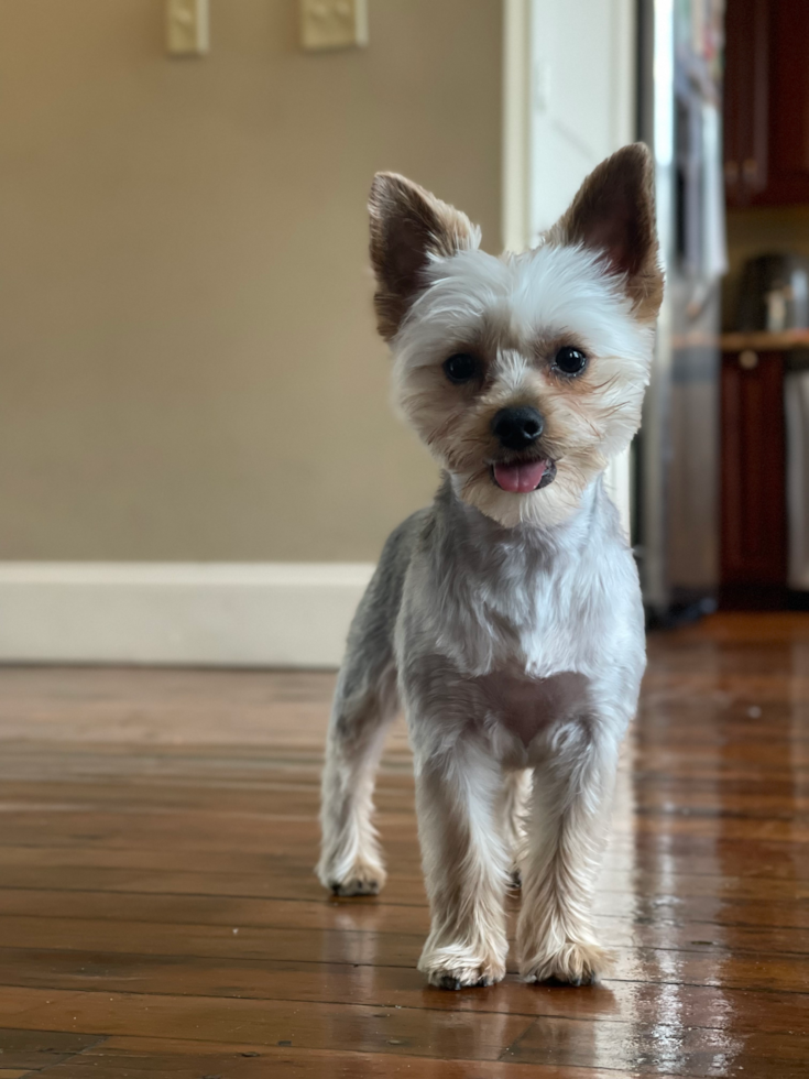 Little Yorkshire Terrier Purebred Pup