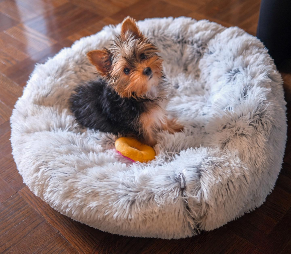 Energetic Yorkshire Terrier Pup in New York NY