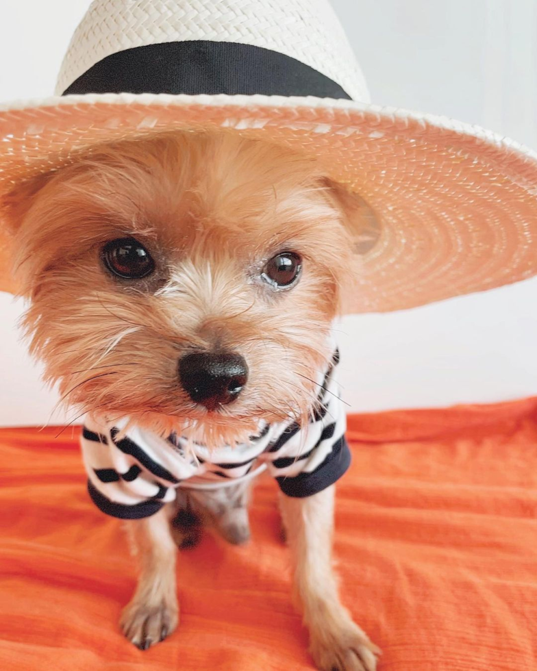 Hypoallergenic Yorkshire Terrier Purebred Pup