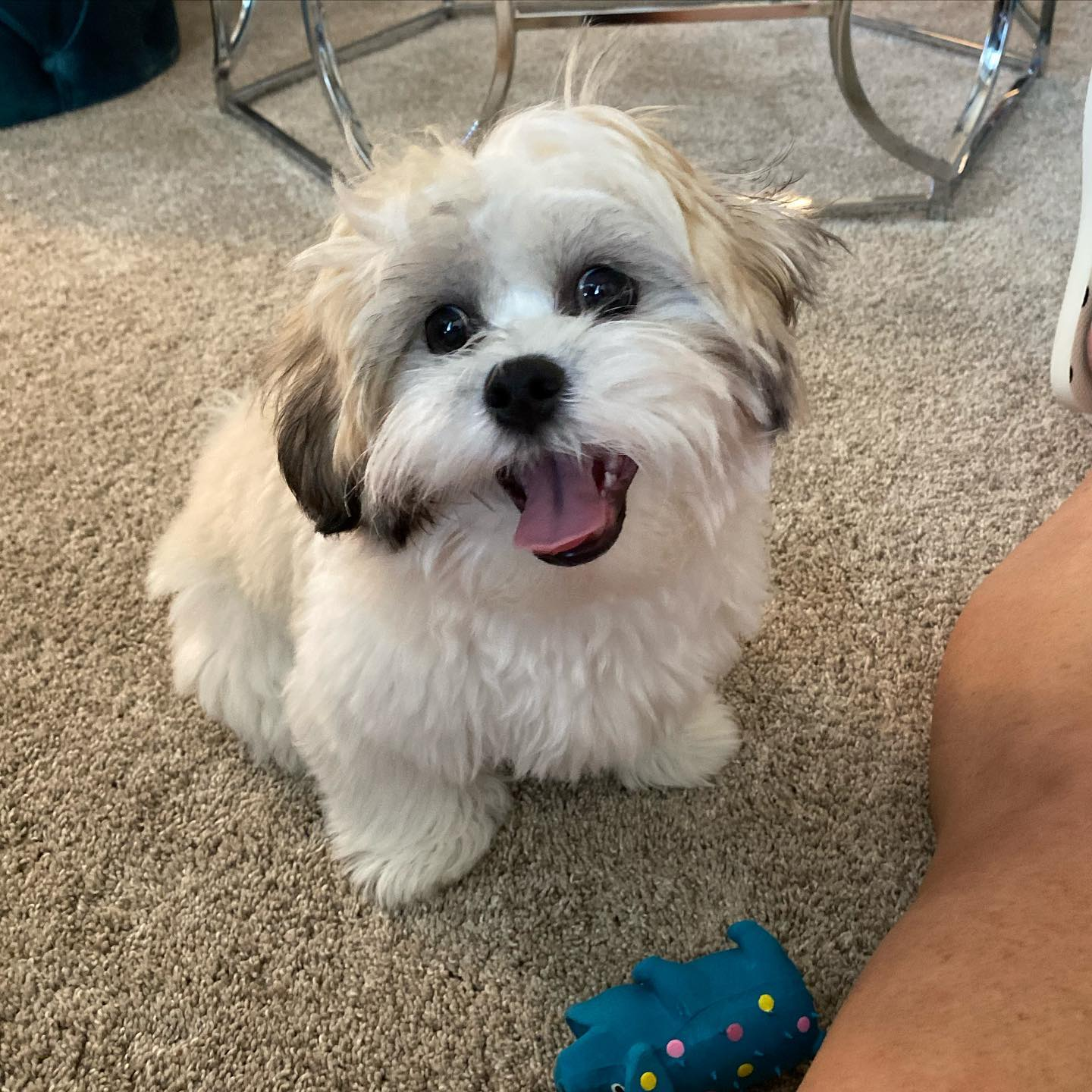 Teddy Bear Puppy for Adoption