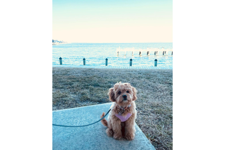 Adorable Cavoodle Poodle Mix Puppy