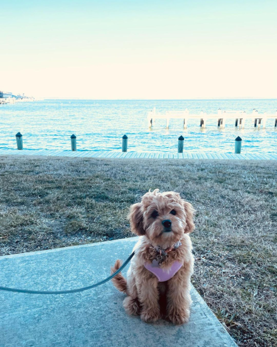 Pasadena Cavapoo Pup