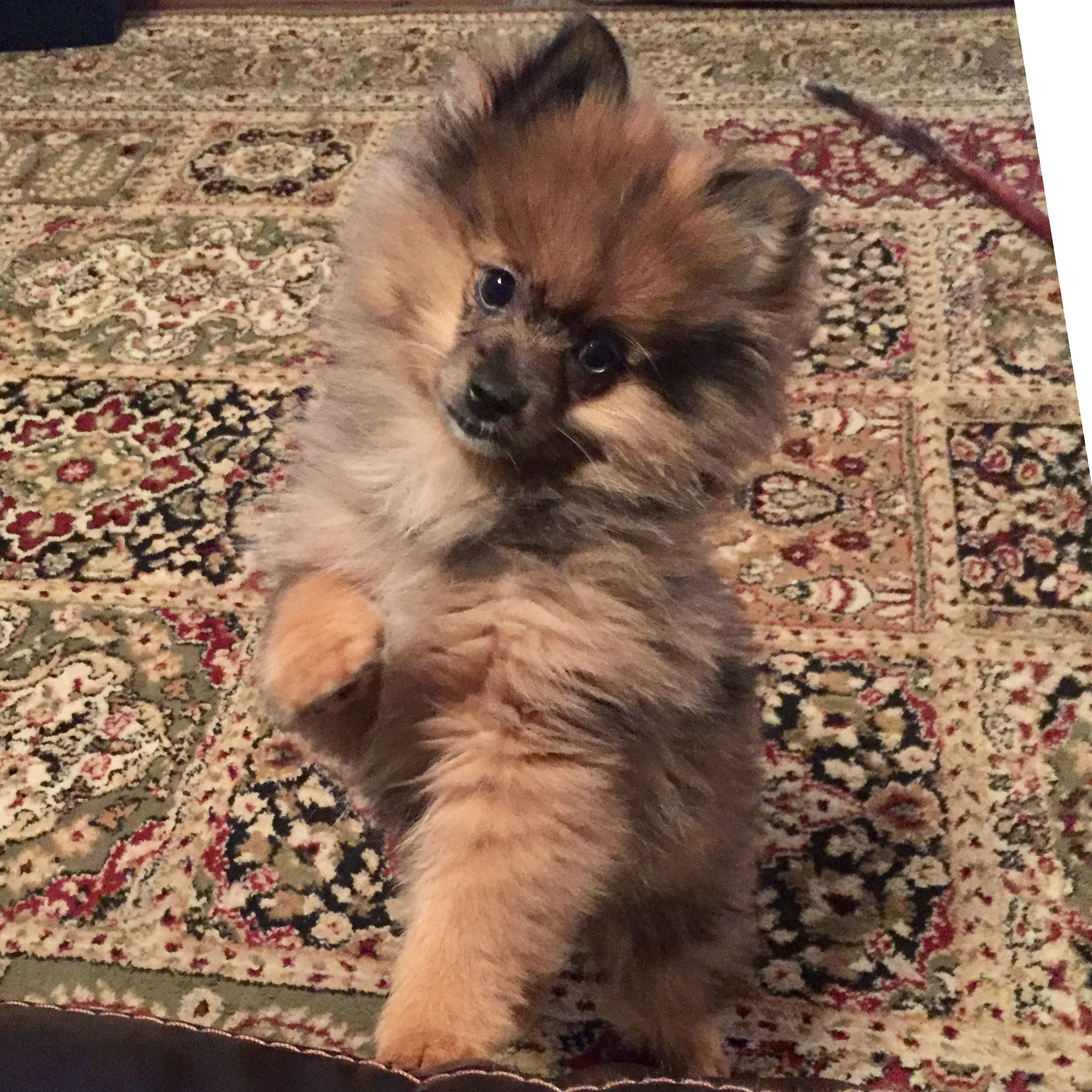 Sweet Pomeranian Purebred Puppy