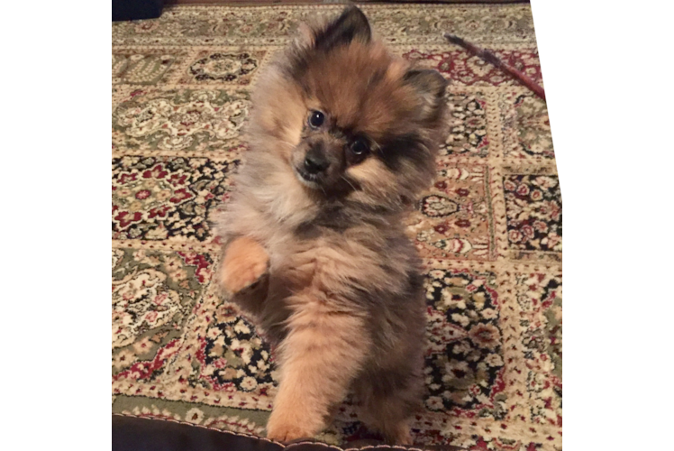 Sweet Pomeranian Purebred Puppy