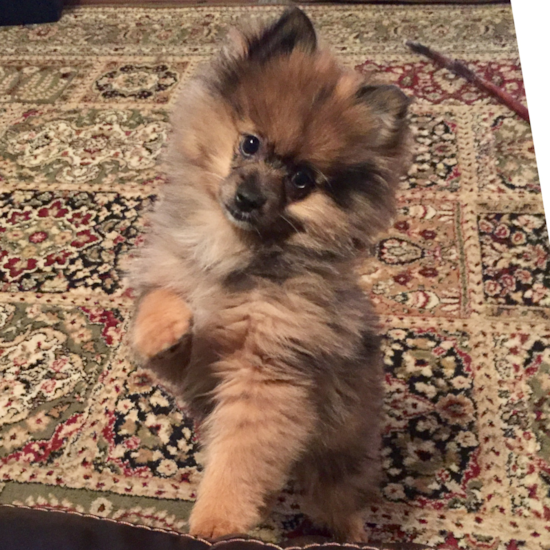 Small Pomeranian Purebred Pup