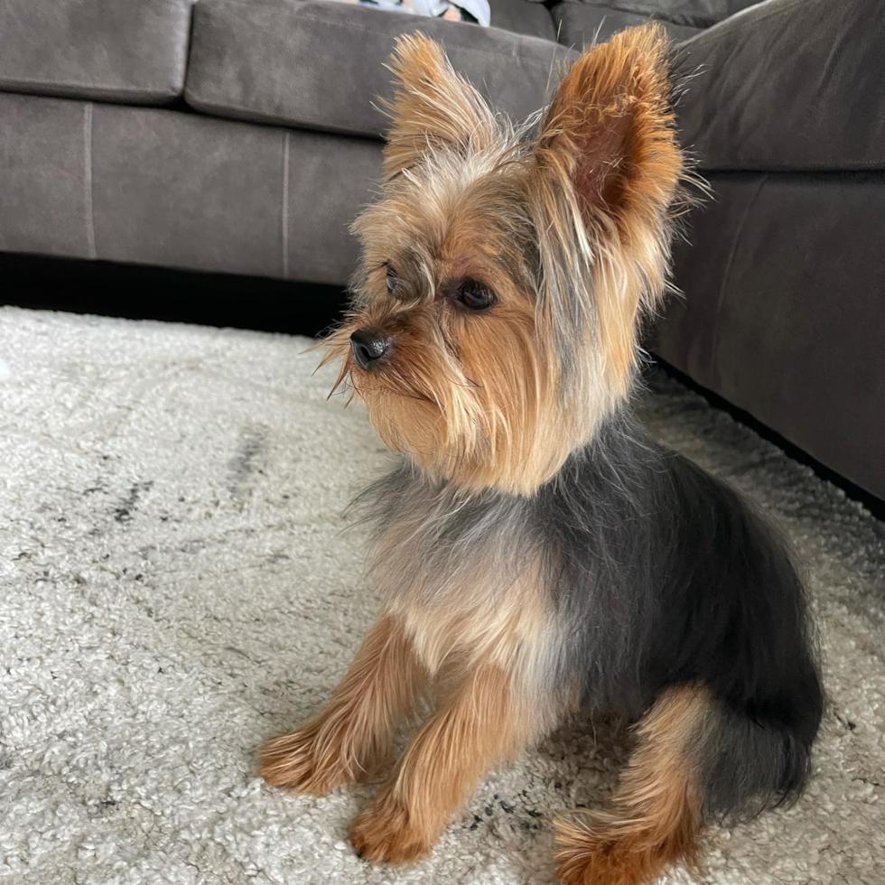 Energetic Yorkshire Terrier Pup in Pittsburgh PA