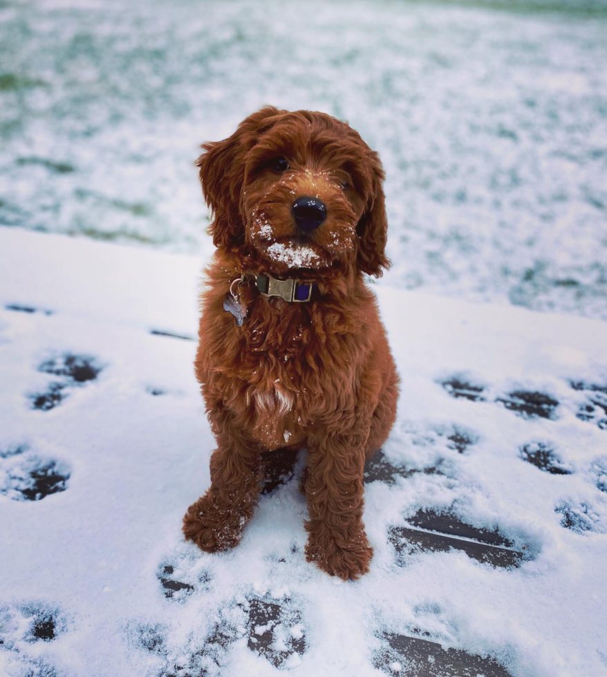 Friendly Mini Goldendoodle Pup