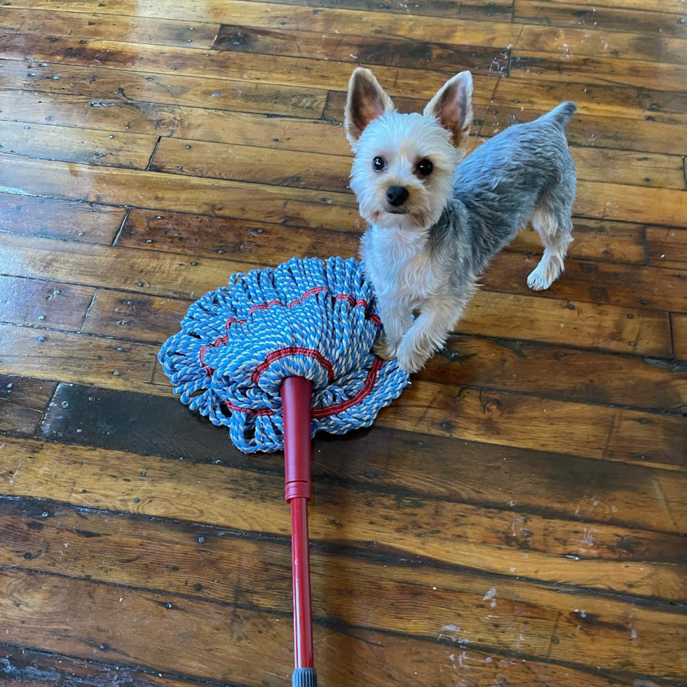 Coventry Yorkshire Terrier Pup