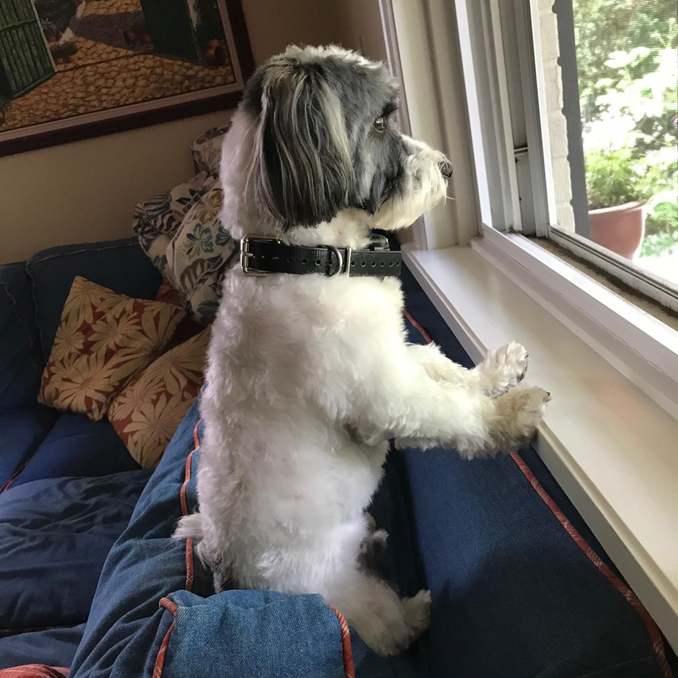 Akc Registered Havanese Purebred Pup