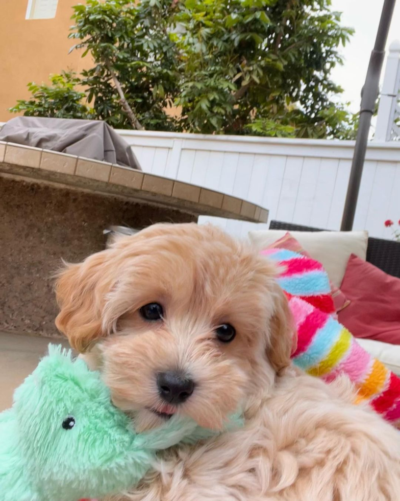 Funny Maltipoo Poodle Mix Pup