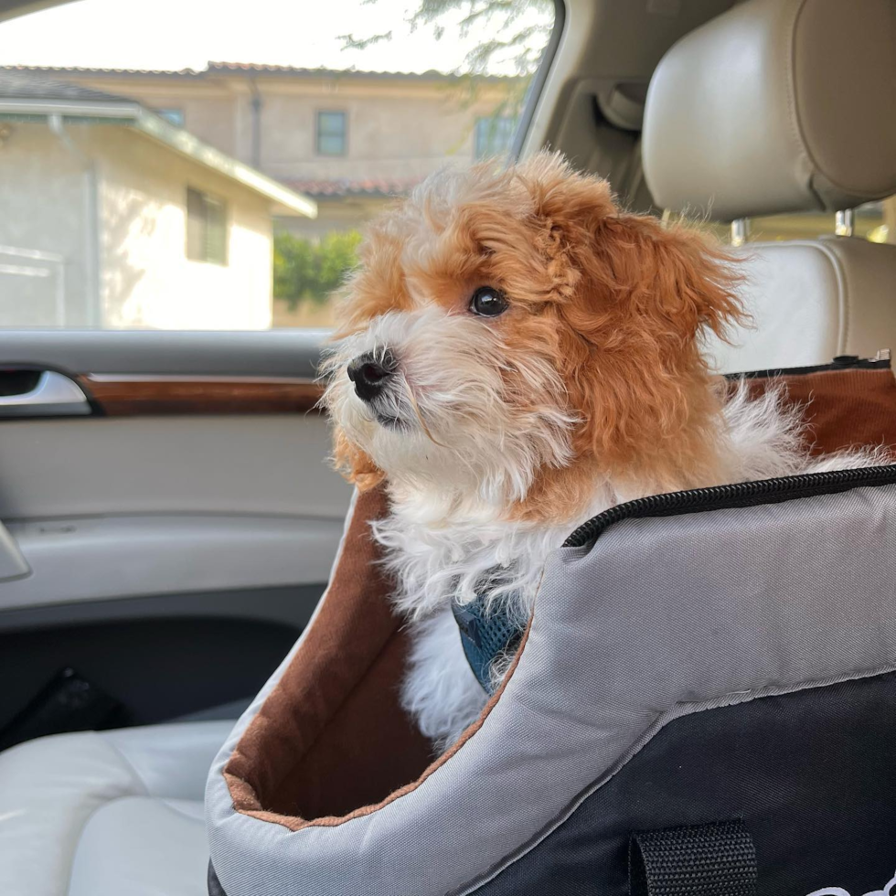 Petite Poodle Pup in El Monte CA