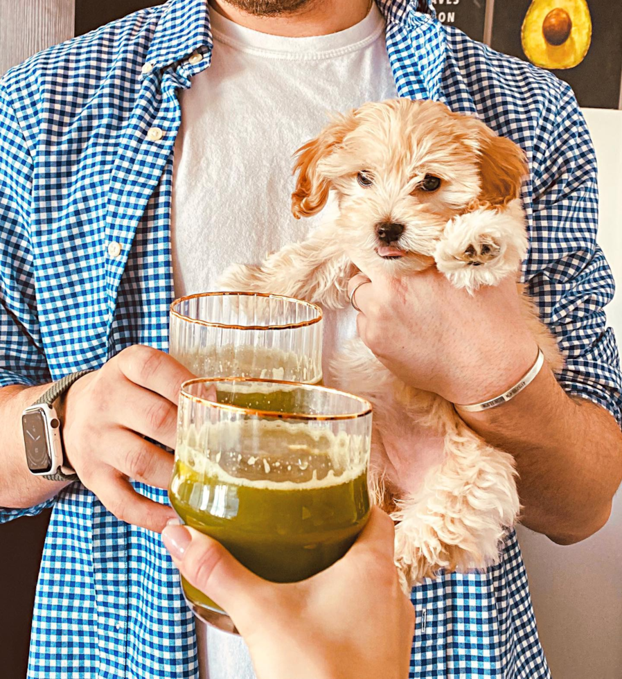 Little Bichpoo Poodle Mix Pup