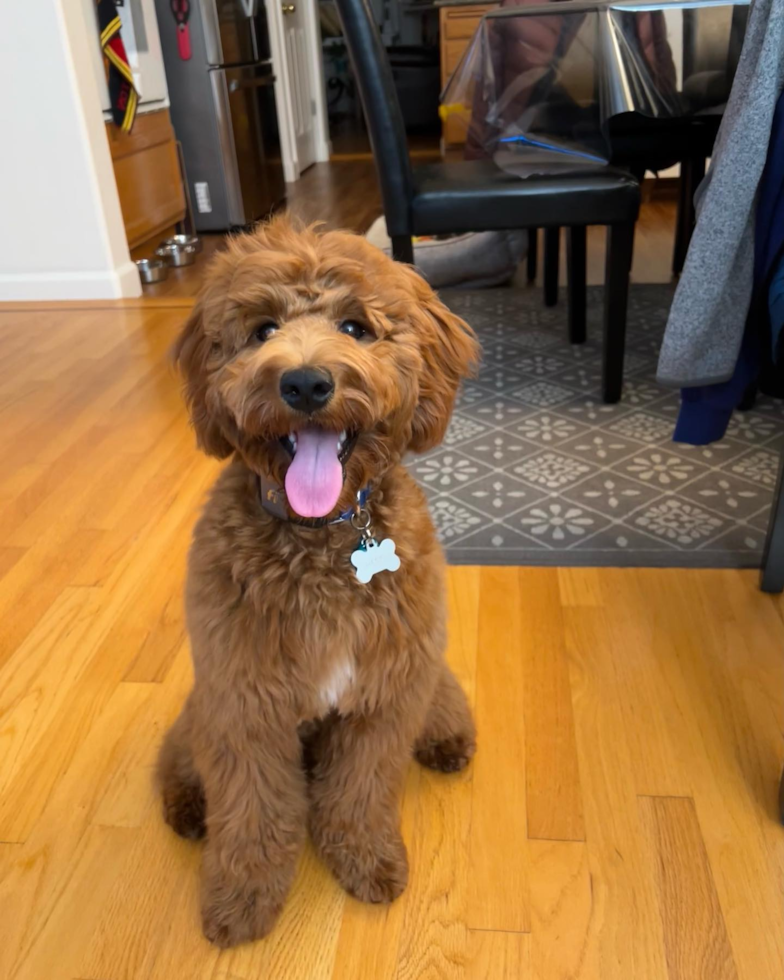 Happy Mini Goldendoodle Pup in South San Francisco CA