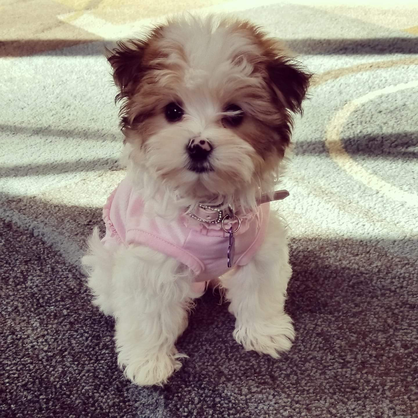 Petite Morkie Designer Pup