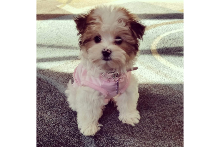 Petite Morkie Designer Pup