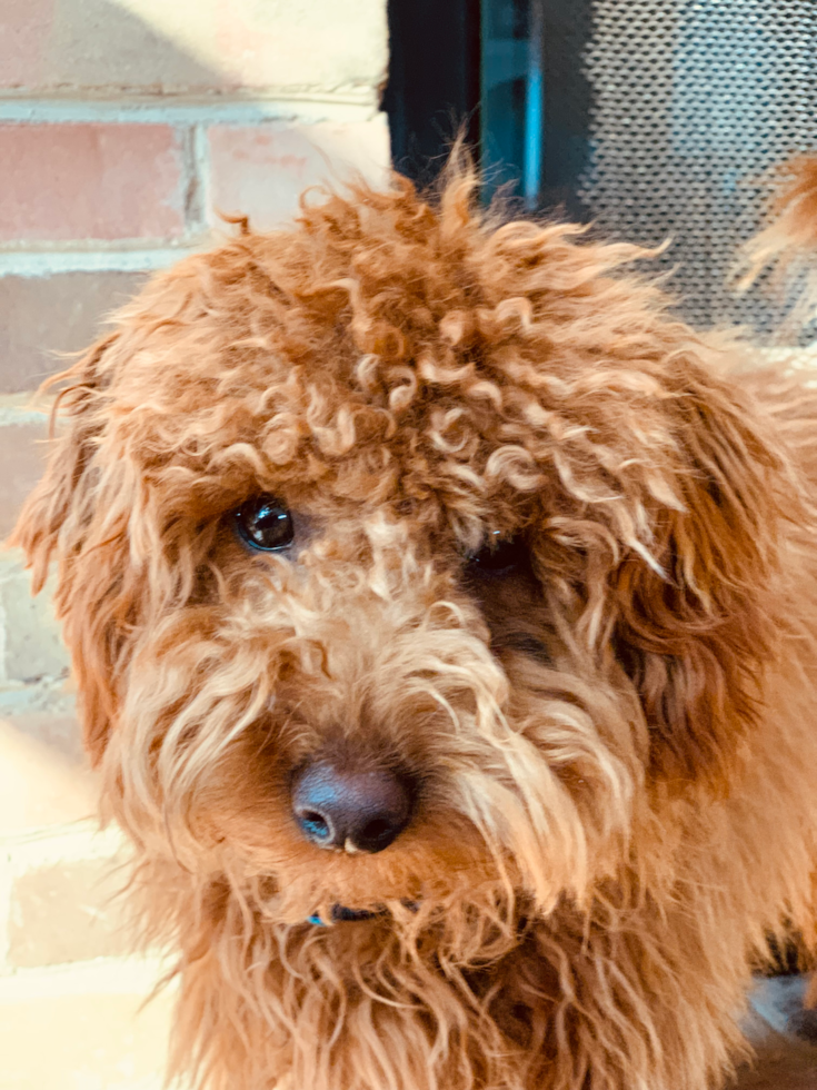 Little Golden Retriever Poodle Mix Pup