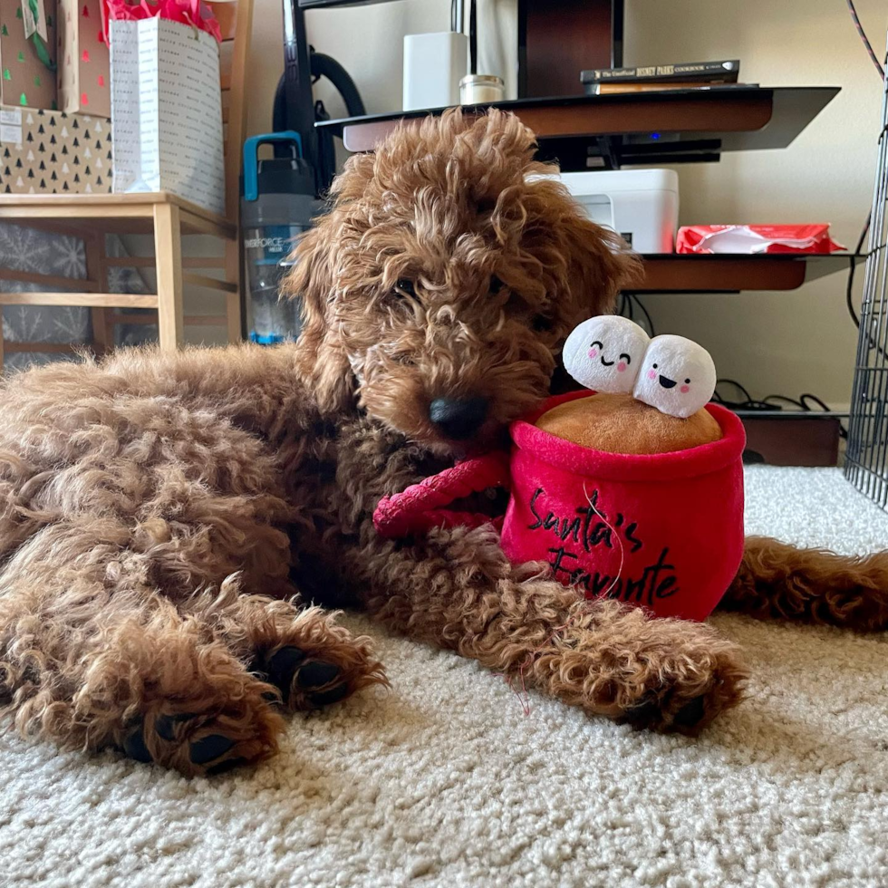 Cute Mini Goldendoodle Pup