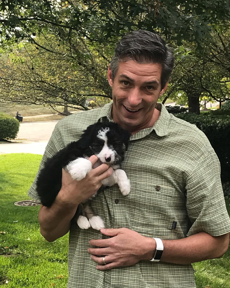 Small Mini Aussiedoodle Pup in Loveland OH