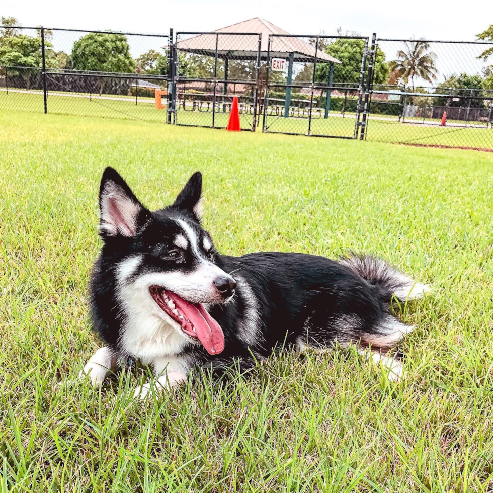 Adorable Mini Husky Designer Pup