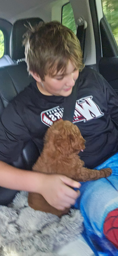 Happy Mini Goldendoodle Pup